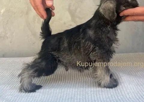 Patuljasti Šnaucer - 2/3