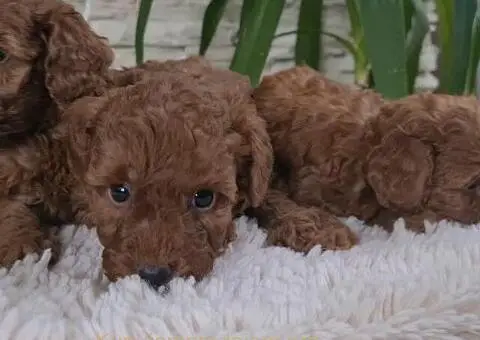 Crvene Toy Pudle - 1/10