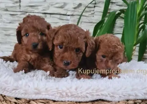 Crvene Toy Pudle - 2/10