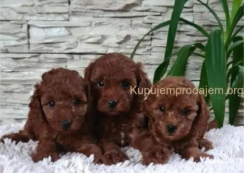 Crvene Toy Pudle - 3/10