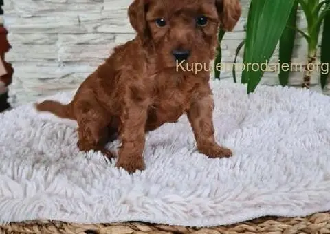 Crvene Toy Pudle - 4/10