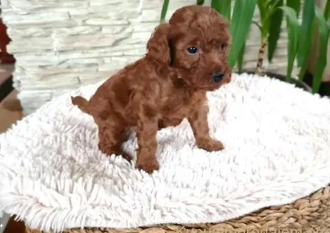 Crvene Toy Pudle - 5/10