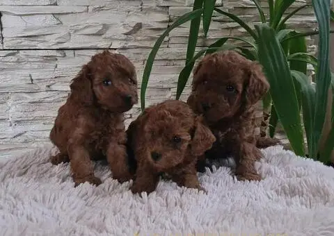 Crvene Toy Pudle - 6/10