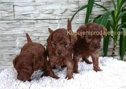 Crvene Toy Pudle - 7/10