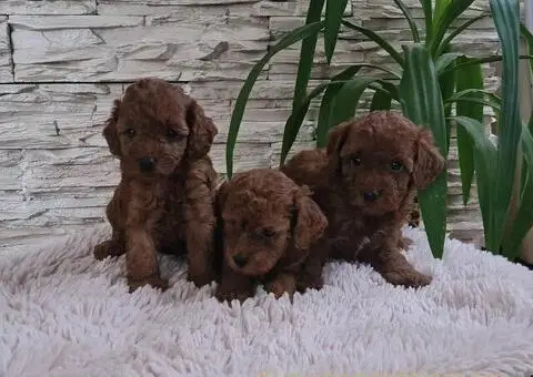 Crvene Toy Pudle - 8/10