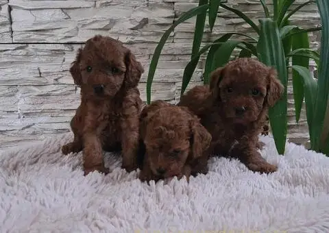 Crvene Toy Pudle - 9/10