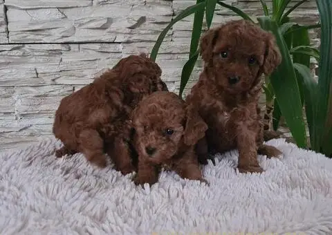 Crvene Toy Pudle - 10/10