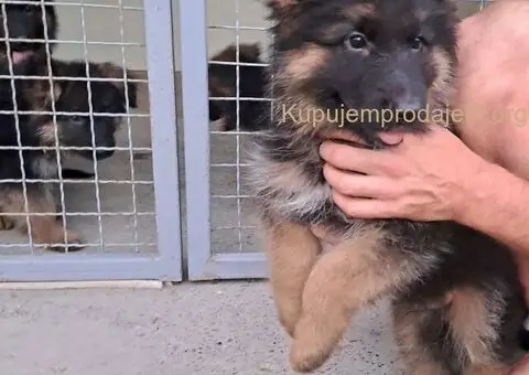 Nemački dugodlaki ovčar štenci - 1/11