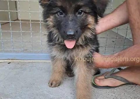 Nemački dugodlaki ovčar štenci - 2/11