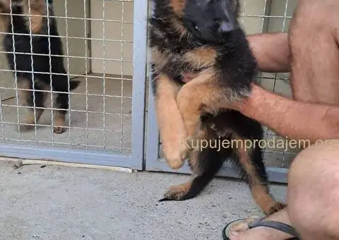 Nemački dugodlaki ovčar štenci - 3/11