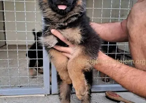 Nemački dugodlaki ovčar štenci - 4/11