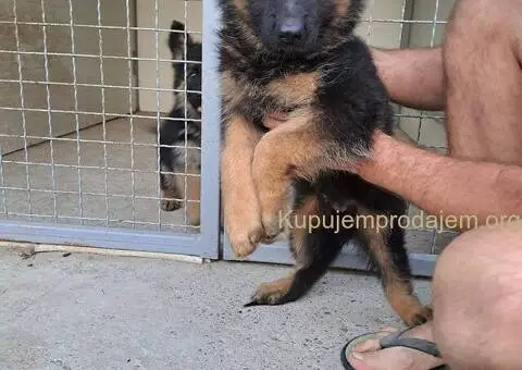 Nemački dugodlaki ovčar štenci - 5/11