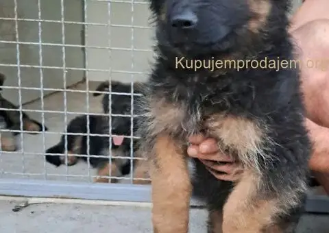 Nemački dugodlaki ovčar štenci - 6/11