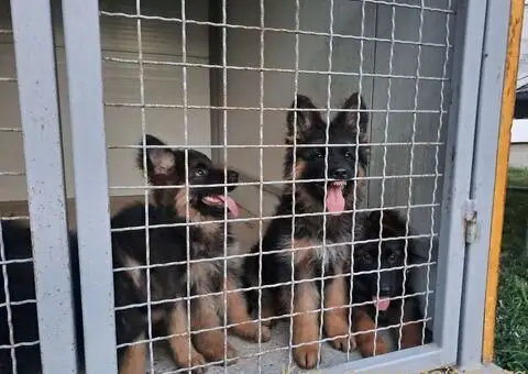 Nemački dugodlaki ovčar štenci - 7/11