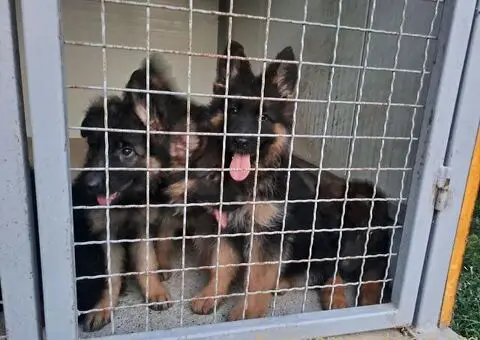 Nemački dugodlaki ovčar štenci - 8/11