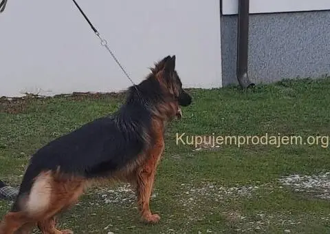 Nemački dugodlaki ovčar štenci - 9/11