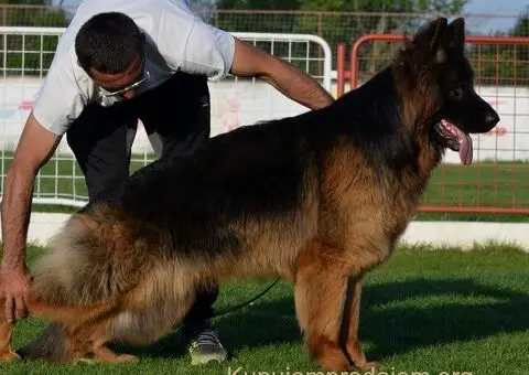 Nemački dugodlaki ovčar štenci - 10/11