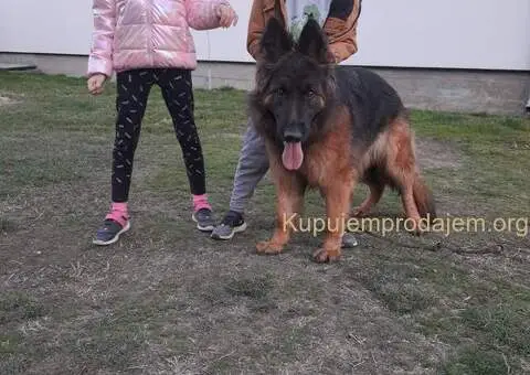 Nemački dugodlaki ovčar štenci - 11/11