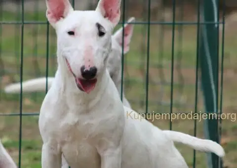 Mini bull terijeri - 1/5