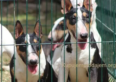 Mini bull terijeri - 2/5