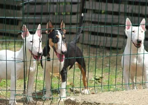 Mini bull terijeri - 3/5