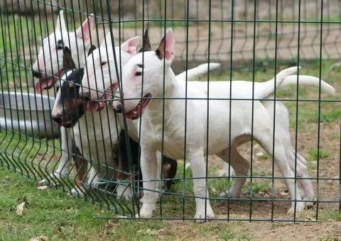 Mini bull terijeri - 5/5