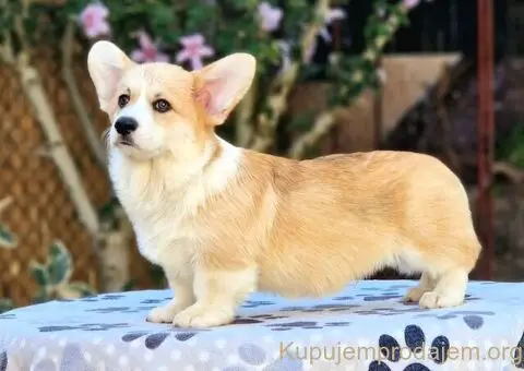 Velški korgi - pembrok PRELEPI štenci - 1/6