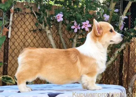 Velški korgi - pembrok PRELEPI štenci - 4/6