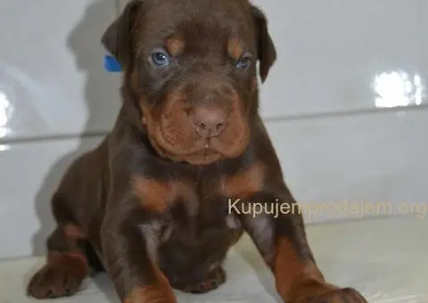 Doberman štenci - 1/12