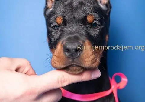Doberman štenci - 2/12