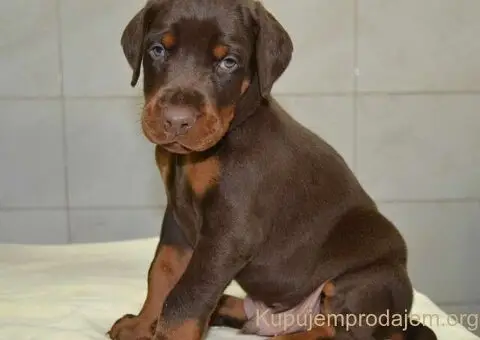 Doberman štenci - 3/12