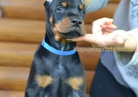 Doberman štenci - 4/12