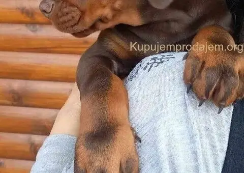 Doberman štenci - 5/12