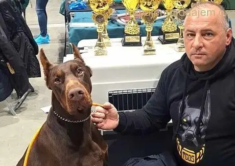 Doberman štenci - 6/12