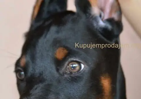 Doberman štenci - 7/12