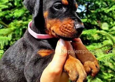 Doberman štenci - 8/12