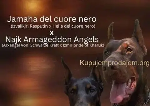 Doberman štenci - 9/12