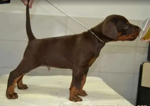 Doberman štenci - 10/12