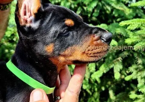 Doberman štenci - 11/12