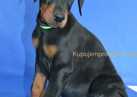 Doberman štenci - 12/12