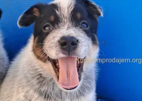 Australijski Govedar štenci - 1/6