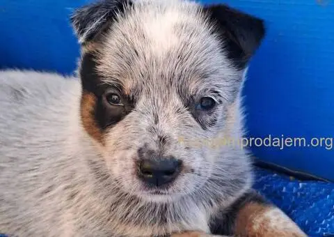 Australijski Govedar štenci - 3/6