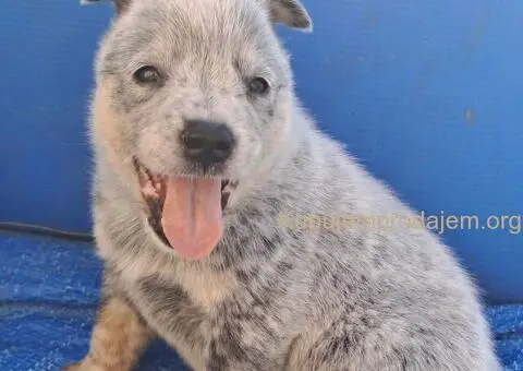 Australijski Govedar štenci - 4/6