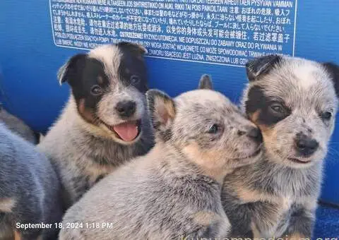 Australijski Govedar štenci - 5/6