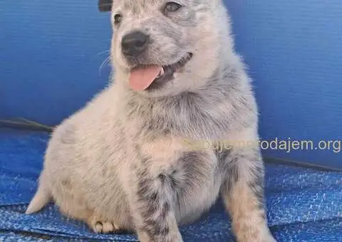 Australijski Govedar štenci - 6/6