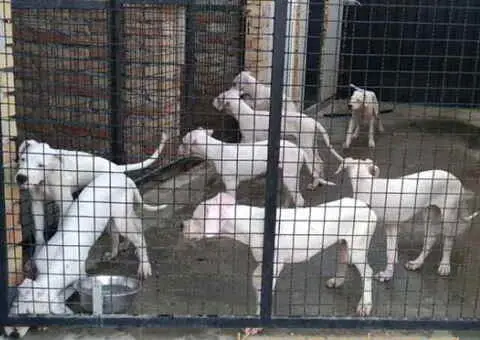 Na prodaju stenci Dogo Argentino, starosti pet meseci - 1/6