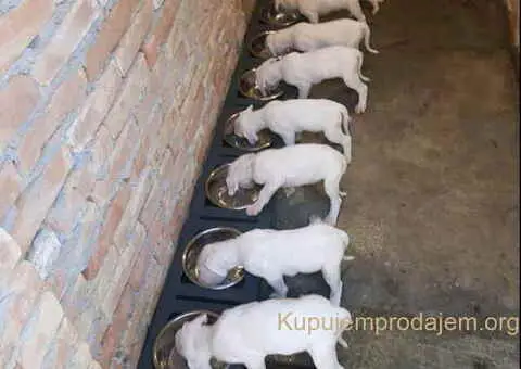 Na prodaju stenci Dogo Argentino, starosti pet meseci - 2/6