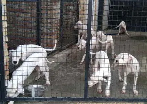 Na prodaju stenci Dogo Argentino, starosti pet meseci - 3/6