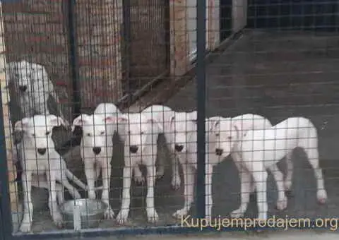 Na prodaju stenci Dogo Argentino, starosti pet meseci - 4/6