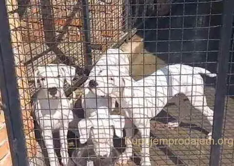 Na prodaju stenci Dogo Argentino, starosti pet meseci - 5/6